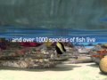 Help protect Chagos, one of the greatest marine environments left on Earth