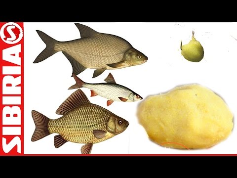 гороховая мастырка для рыбалки рецепт приготовления от михалыча гороховая мастырка для рыбалки рецепт приготовления от михалыча