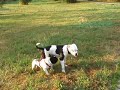 William Französische Bulldogge French Bulldog --- ohne Ton