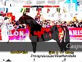 Poneys de CSO célèbres