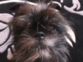 Cheeky Monkey Dog Faces