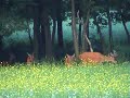 Edelherten laveien op een wildweide (Veluwe)