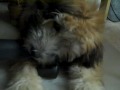 My new puppy  Oso.