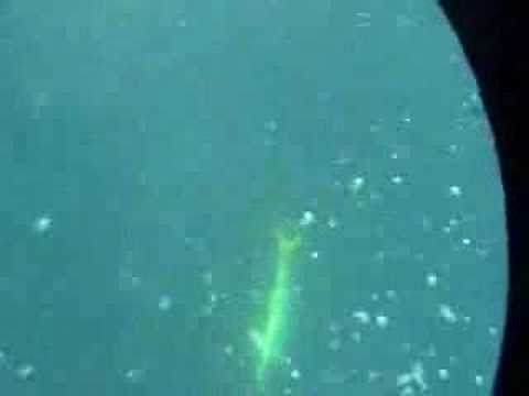 Dolphin fish off the Tweed Heads , ...