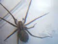 House Spider In Cassette Box House Spider In Cassette Box