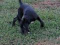 puppy joe