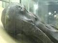 Prehistoric Mammoth Discovered