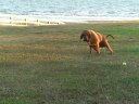 Lola Ridgeback & Ellie Mae blood hound
