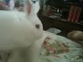 Skittles hopping around the bed