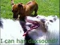loldogs