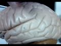 Anatomy - Brain 1