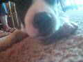 Nu Puppy! * Jesse