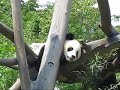 Cute Prince Fu Long