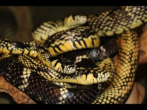 YouTube reptile video