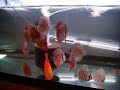 Petits discus, l�opard, red rose, bleu turquoise, red melon