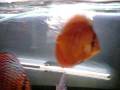 Petits discus, léopard, red rose, bleu turquoise, red melon