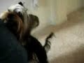 Dog Humping My Leg Dog Humping My Leg