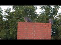 Habichte in Berlin mit Beute