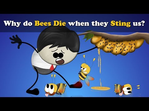 Why Do Bees Die When They Sting Us? Thumbnail