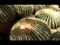 Desert Plants and Flowers Desert Plants and Flowers