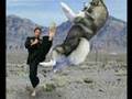 Chistes Chuck Norris Loquendo patadas giratorias