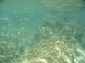 Fish in Honolua Bay, Maui
