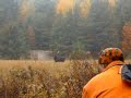 Moose hunting in sudbury, ontario