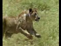 Lions