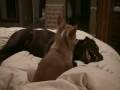 videos de kona & harley playing.wmv