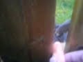 Rabbit-Proof Fence
