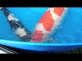 2012 Superior Champion of Holland Koi Show 