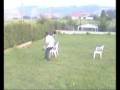 videos de Controlando - ZigZag