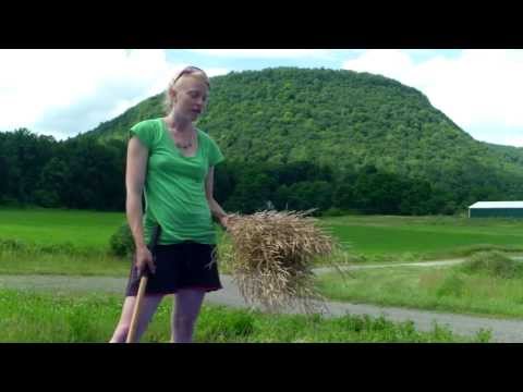 how to harvest russian kale
