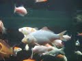 Koi Fry Koi Fry