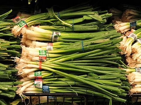 how to replant green onions in water
