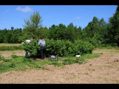 how to transplant blackcurrant bushes