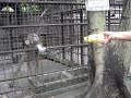 Unggoy Na Alien...kaya ingatan nyo saging nyo Unggoy Na Alien...kaya ingatan nyo saging nyo