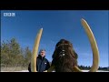 bbc: the woolly mammoth   science of walking with beasts