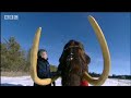 bbc: the woolly mammoth   science of walking with beasts