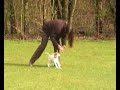 Unterordnung mit Welpen