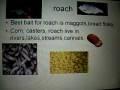 videos de fish power