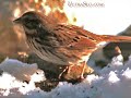 This clip is for the part of our audiance that can't wait for the action so we did a little compilation of sparrows taking flight. Wow they are fast... You know the drill SHARE, COMMENT, RATE AND SUBSCRIBE