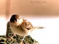 ADD birds, sparrows