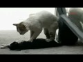 Cat Tries to Revive Friend Hit By Car