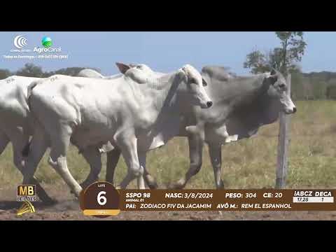 510� LEIL�O VIRTUAL MB LEIL�ES