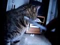 gato guau