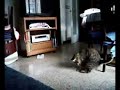 gato guau gato guau