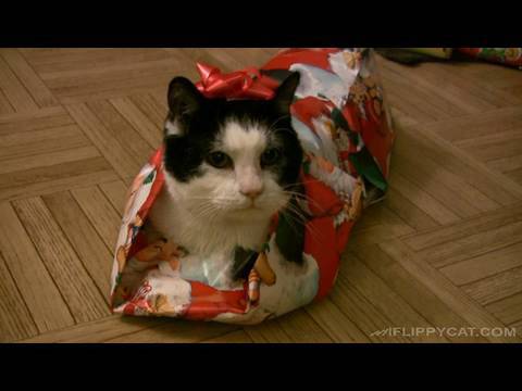 Cat Wrapped Up Like A Christmas Present