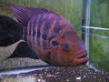 Dovii flowerhorn hybrid