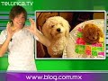 Rarezas, aunque usted no lo crea | Telurica TV 370